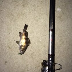 加太漁港　メバリングでメバル & タケノコメバル　ほぼただ巻きできました！