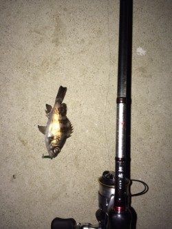 加太漁港　メバリングでメバル & タケノコメバル　ほぼただ巻きできました！