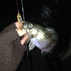 淡路島・丸山周辺にてメバリング　メバルのボイル発生〜楽しめました♫