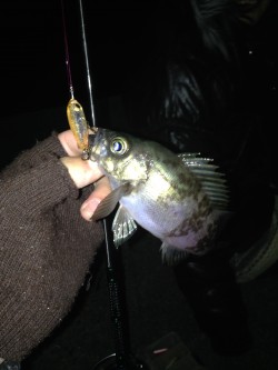 淡路島・丸山周辺にてメバリング　メバルのボ…