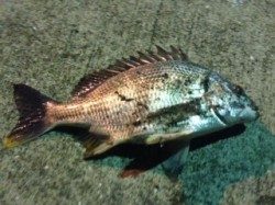 高砂埋立地周辺にてチニング　突然の大きなアタリで40cmのキビレ！