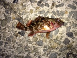 淡輪漁港メバリング　渋い中キワ沿いを狙って…