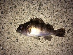 加太漁港　メバリングでメバル & タケノコメバル　ほぼただ巻きできました！