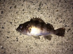 加太漁港　メバリングでメバル & …