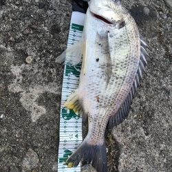 高砂埋立地周辺チニング　初釣りで自己新記録のキビレ44.5cm！