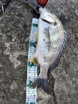 高砂埋立地周辺チニング　初釣りで自己新記録のキビレ44.5cm！