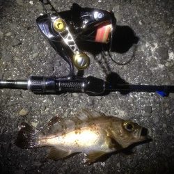 洲本へアジ狙いに…状況厳しく、豆メバル・ガシラに癒してもらいました