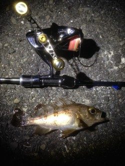 洲本へアジ狙いに…状況厳しく、豆メバル・ガシラに癒してもらいました