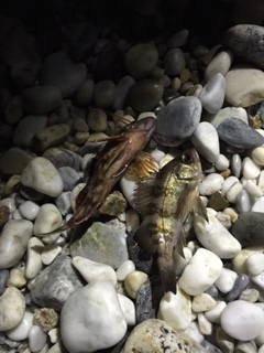 りんくうにてメバリング　小さいのがポツポツ…