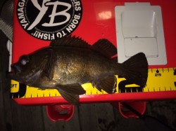 大阪南港周辺にてメバリング　粘ってなんとか…