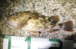 ガシラ狙いで串本エリアへ　ボトムをスローにふわふわさせ良型ガシラヒット♫