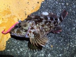 串本にて爆風の中カマスを狙うも時合終了…　底ズル引きでガシラがバイト！