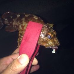 初釣りは淡路島のオノコロ裏へ〜根掛かり覚悟で岸壁の基礎を攻めガシラ大漁！