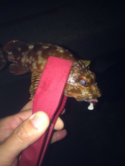 初釣りは淡路島のオノコロ裏へ〜根掛かり覚悟…