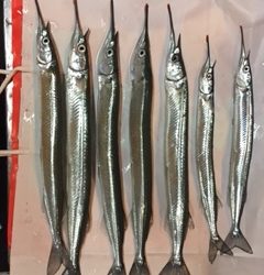 舞子にてサヨリのウキ釣り　群れは大きく高活性です