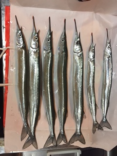 舞子にてサヨリのウキ釣り　群れは大きく高活…