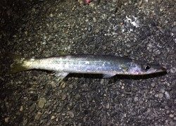 太地港　カマスが湧いて居たので狙って見ました♪