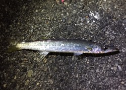 太地港　カマスが湧いて居たので狙って見まし…