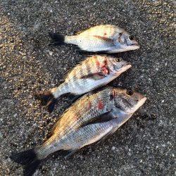 マリーナシティ釣り公園で紀州釣りを楽しみました！
