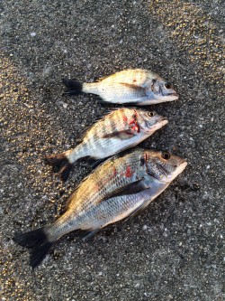 マリーナシティ釣り公園で紀州釣りを楽しみま…
