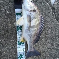 高砂埋立地周辺チニング　初釣りで自己新記録のキビレ44.5cm！