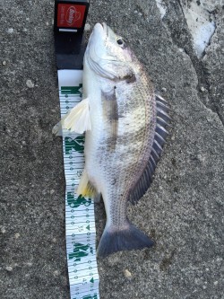 高砂埋立地周辺チニング　初釣りで自己新記録…