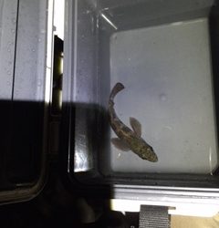 りんくうにてメバリング　小さいのがポツポツ釣れます