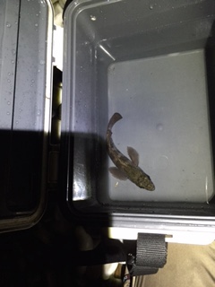 りんくうにてメバリング　小さいのがポツポツ釣れます