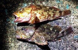 ガシラ狙いで串本エリアへ　ボトムをスローにふわふわさせ良型ガシラヒット♫