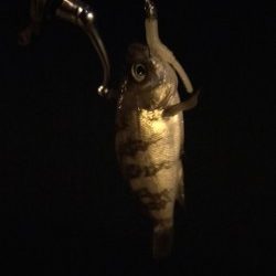 2015年初釣行は淡輪漁港でスタート　開始早々メバルがヒット！