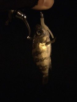 2015年初釣行は淡輪漁港でスタート　開始早々メバルがヒット！