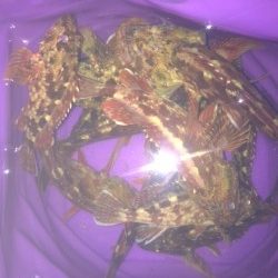 初釣りは淡路島のオノコロ裏へ〜根掛かり覚悟で岸壁の基礎を攻めガシラ大漁！