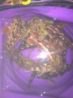 初釣りは淡路島のオノコロ裏へ〜根掛かり覚悟で岸壁の基礎を攻めガシラ大漁！