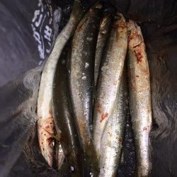 太地港　カマスが湧いて居たので狙って見ました♪