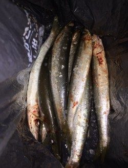 太地港　カマスが湧いて居たので狙って見ました♪