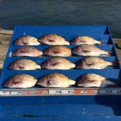 和歌山マリーナシティ海洋釣り堀　寒さに負けずマダイ12枚！