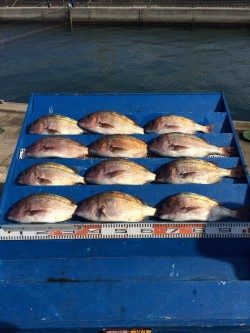 和歌山マリーナシティ海洋釣り堀　寒さに負けずマダイ12枚！