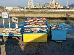 マリーナシティ海上釣堀　少人数貸切にてマダイ38尾とメジロ