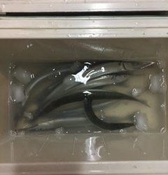 舞子にてサヨリのウキ釣り　群れは大きく高活性です