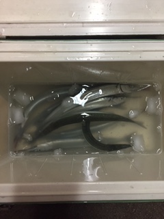 舞子にてサヨリのウキ釣り　群れは大きく高活性です