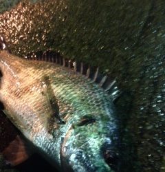 高砂埋立地周辺にてチニング　突然の大きなアタリで40cmのキビレ！