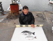 黒島の筏にてチヌとへダイの釣果