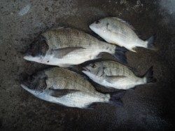 湯浅の磯・タカ島でフカセでグレ好釣果　湯浅一文字では紀州釣りでチヌ