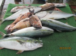 田井の海上釣り堀　イワシ、ササミなどでメジ…