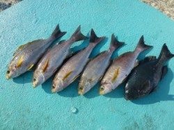 沖一文字内向き　カゴ釣りで43cmの良型グレなど