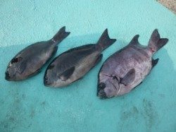 ヒラバエでのカゴ釣り釣果　グレ・ウマヅラ・カワハギ