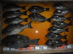 三尾の磯　フカセでのグレ40cm超が釣れています♫