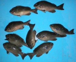 日引磯でグレ33cmを頭に9匹の釣果