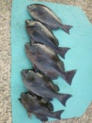 沖一文字内向きで45cmの良型グレの釣果