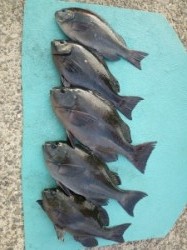 沖一文字内向きで45cmの良型グレの釣果